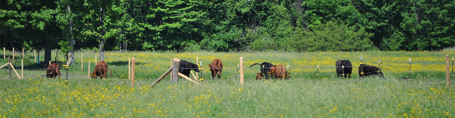 Cows Banner