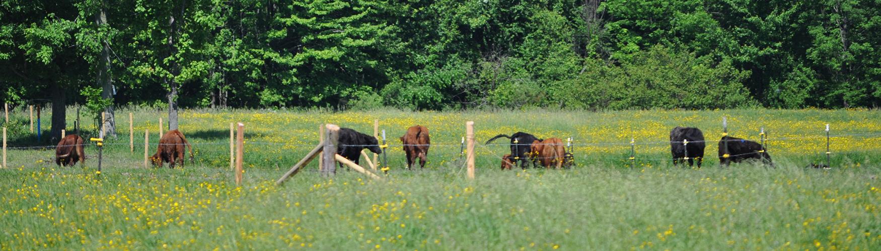 Cows Banner